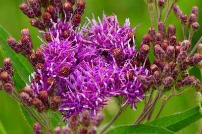 Common Ironweed Vernonia fasciculata Meadow Wildflowers Premium Seeds for Planting
