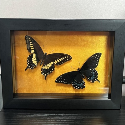Male and female eastern black swallowtail shadowbox (gold)