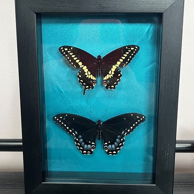 Male and female eastern black swallowtail shadowbox (blue)