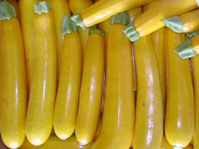 Yellow Zucchini Summer Squash Heirloom Seeds for Planting Packet