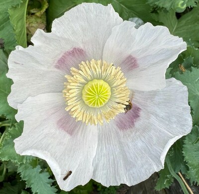 Giant White Poppy Papaver Somniferum Premium Seed Packet
