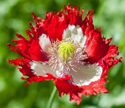 Danish Flag Poppy Papaver Somniferum Premium Seed Packet