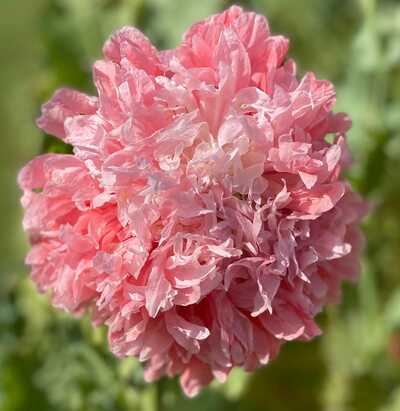 Pink Peony Poppy Papaver Paeoniflorum Premium Seed Packet