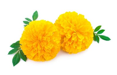Garuda Yellow Marigold Cut Flower Seeds for Planting Packet