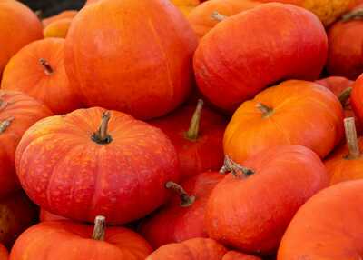 Rouge Vif D'Etampes Cinderella Fairytale French Heirloom Pumpkin Premium Seed Packet