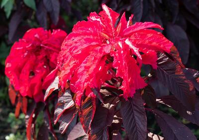 Early Splendor Joseph's Coat Amaranthus Amaranth Summer Poinsettia Premium Seed Packet