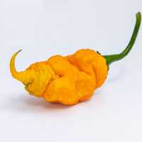 T Rex T-Rex Yellow (Douglah 7 Pot and Bhutlah Hybrid) Ultra Hot Pepper Premium Seeds for Planting - Thumbnail 1