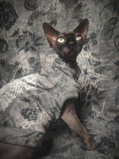 Inter-Webs - Luxe Fleece