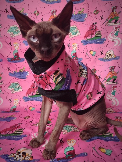 My Cat Found Neverland