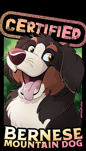 Certified Bernese Mountain Dog