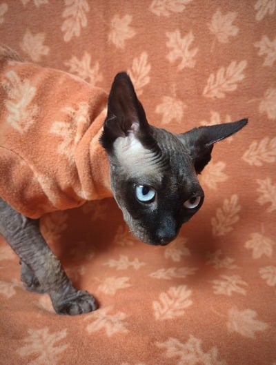 Leaf Me Alone - Luxe Fleece