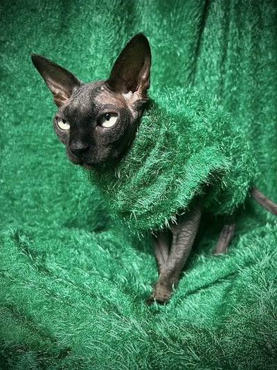 Grinch (On A Budget)