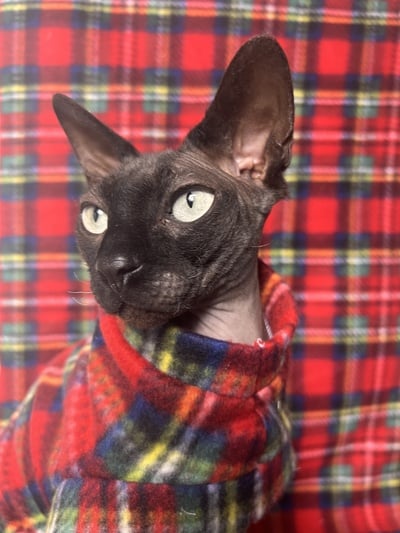 Kris Kringle - Fleece