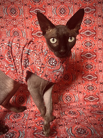 Best Ornament Under The Tree - Sleepwear