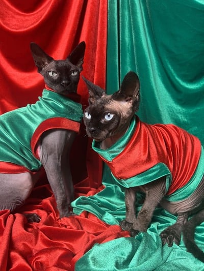 Modern Jolly Elves - Velvet