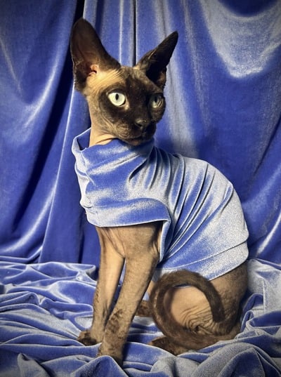 Silver Blue - Velvet