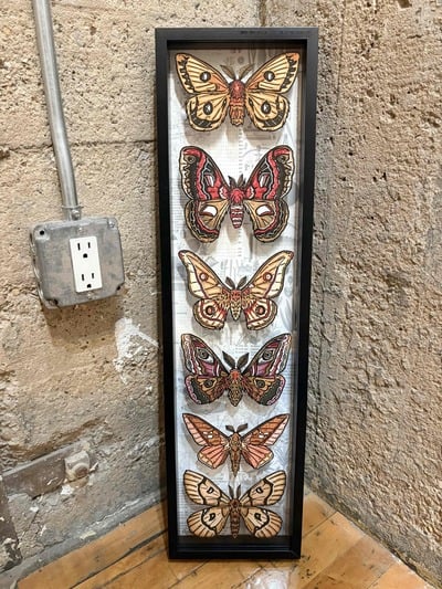 "Saturniidae" Limited Edition Print Shadowbox
