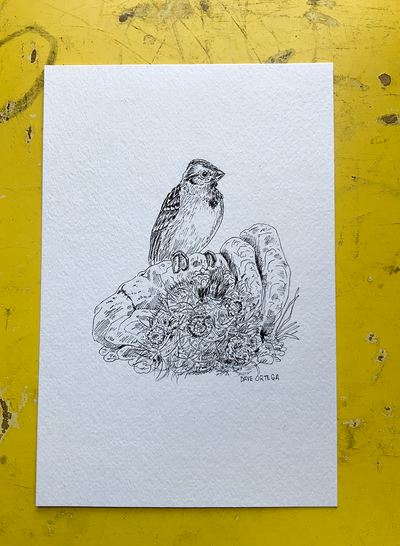 Original Drawing - Tree Sparrow on Claret Cup Cactus
