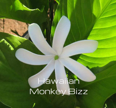 " PINWHEEL TIARE" (Tahitian Gardenia) - Hawaiian Foam Hair Pick or Clip . . .