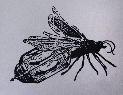 "Lanterna Lampyridae I, II, III, IV"