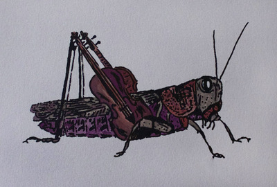 "Vitula Caelifera I & II"