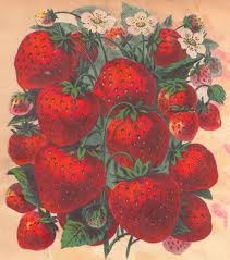 Fresh Strawberry Long Burning Hand Dipped Incense