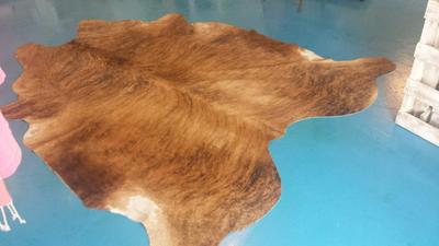 Brazilian warm beige short haired brindle "tiger like" striping