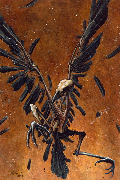 Feathers and Fury Print