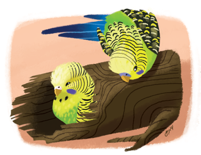 Budgie Peekaboo Print