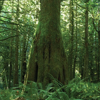 Fearthainne - "Fearthainne" Double CD