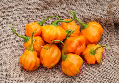 Aji Dulce Orange Heirloom Pepper Premium Seed Packet