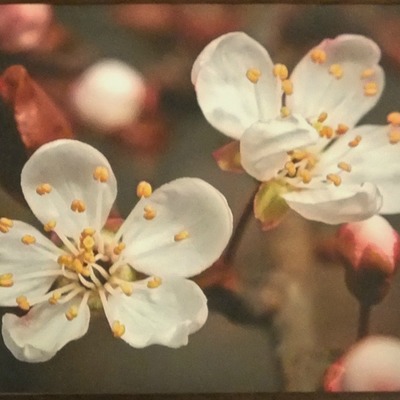 "first cherry blossoms" art card by photographer viola ware
