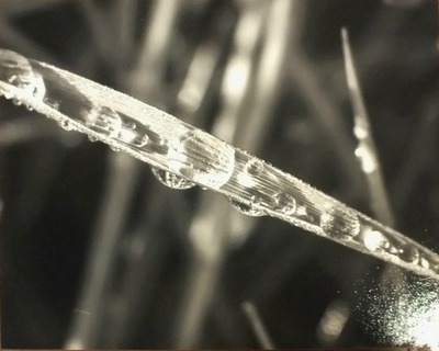 "In a Blade of Grass" original Photograph by Viola Ware, 10x8