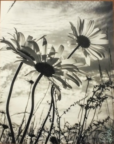 "Lake Anderson Daisies" original Photograph on Standout Frame by Viola Ware, 8X10