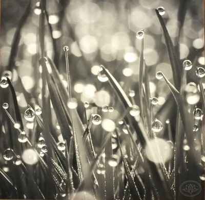 "Dewdrops on Grass" original Photograph on Standout Frame by Viola Ware, 10x10