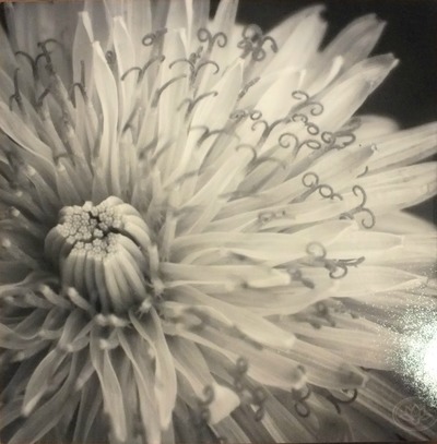 "Dandy Lion" original Photograph on Standout Mount by Viola Ware, 10"x10"