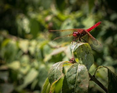 "Red Dragonfly" original Photograph by Viola Ware, 10x8
