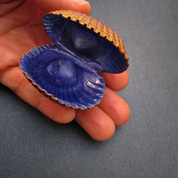 Painted Seashell Display/ Decor Accent in Copper Gold and Periwinkle Blue - Thumbnail 3