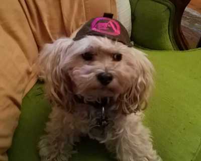 PupScout uniform hats