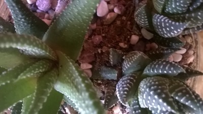 Mini Terrarium Plant Collection