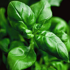 Essential Oil - Basil