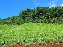 Essential Oil - Citronella