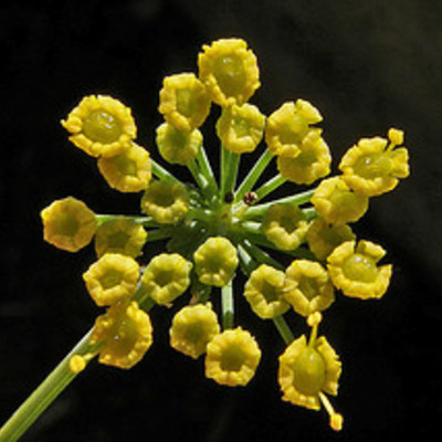 Essential oil - fennel, sweet - Thumbnail 4