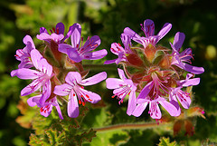 Essential Oil - Geranium Bourbon