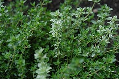 Essential Oil - Thyme, Red