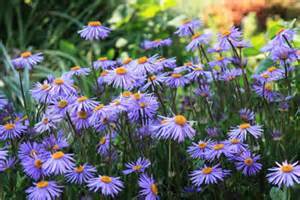 Oil 10% Dilution - Chamomile, German