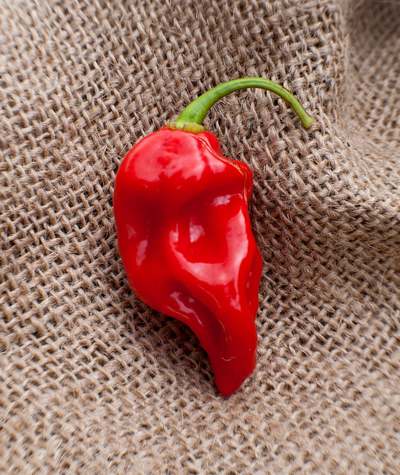 Datil Sweet Heirloom Pepper Premium Seed Packet