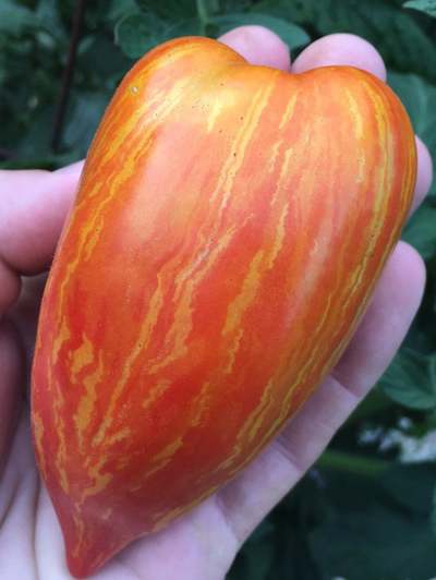 Striped (Speckled) Roman Heirloom Tomato Premium Seed Packet