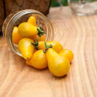 Yellow Pear Heirloom Tomato Premium Seed Packet - Thumbnail 1