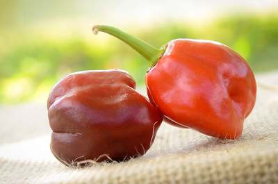 Red Dawn CGN 21500 Hot Pepper Premium Seed Packet + More